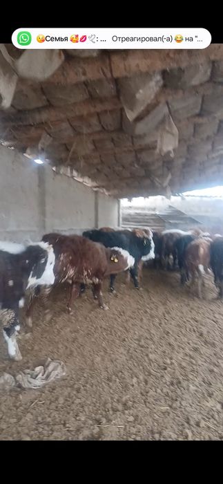 40  бас жемде тур сатлад