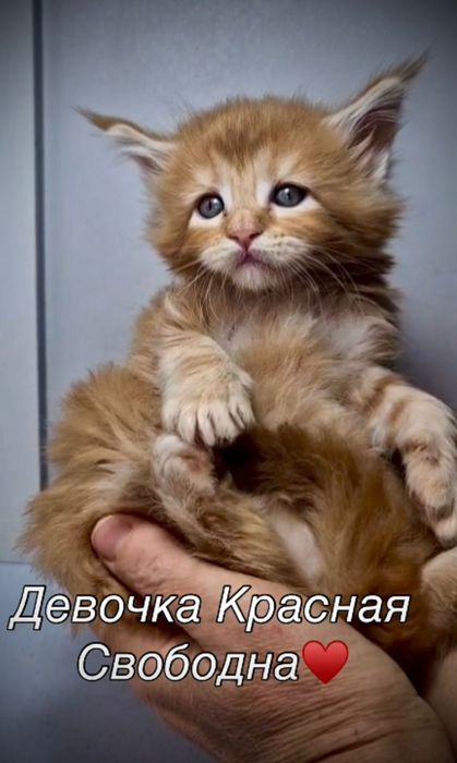 Шикарные котята Мейн Кун
