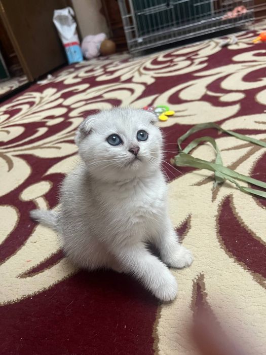 Продаётся чистокровная шотландская девочка скоттиш-фолд