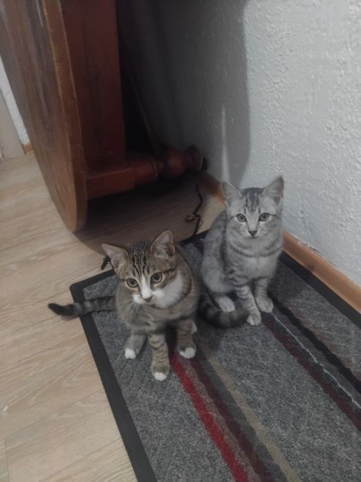Котята от сиамской кошки