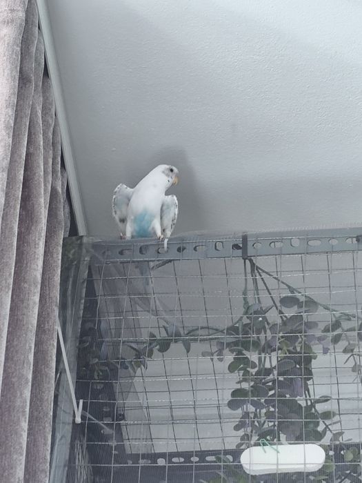 Клетка большая с попугаями