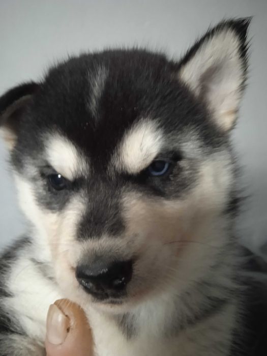 Сибирско хъски женско