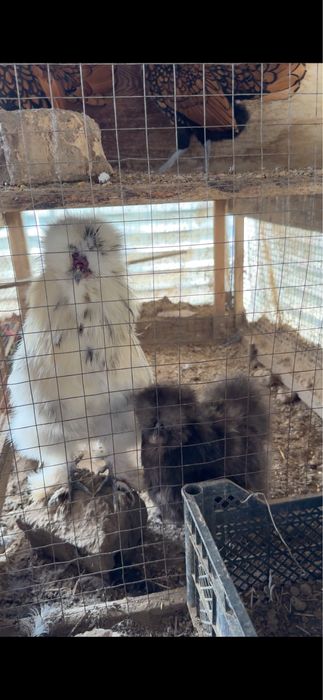 Sholk-quyon pat sotiladi 3 ta oila