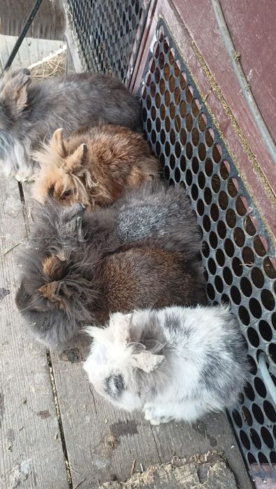 Vând iepuri pitici  cap de leu diferite culori