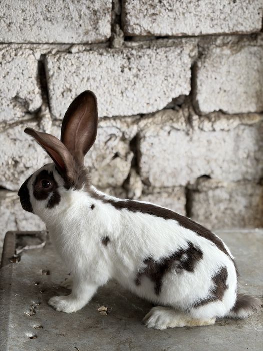 Pereche Iepuri Fluture German