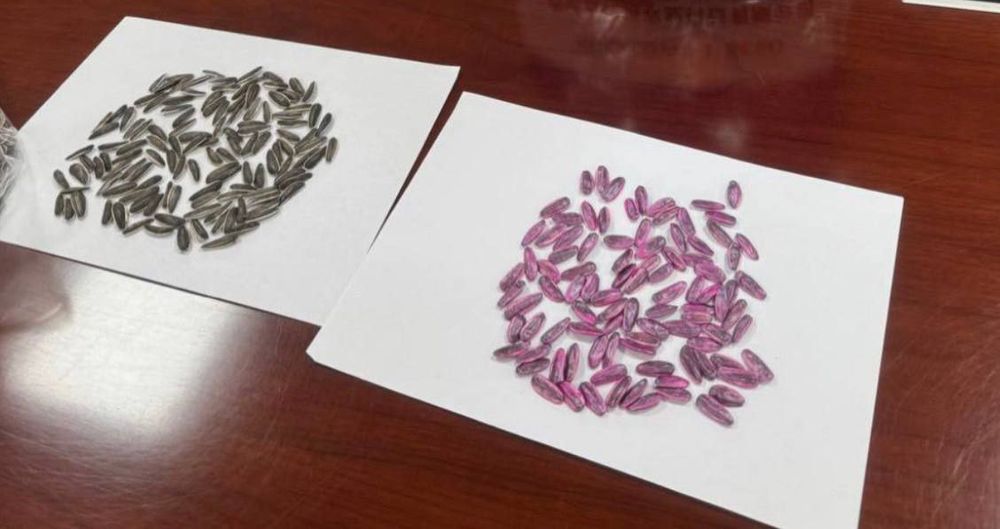 Мега семечка уруглари