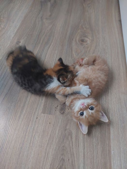 Отдаём котят в добрые руки