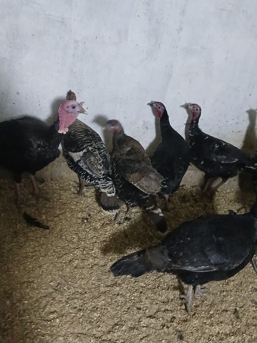 Индюки-Индюшки Гибриды