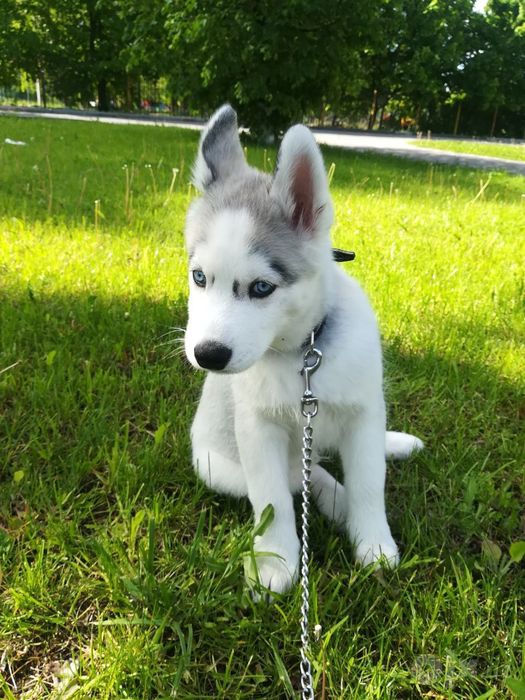 Хаски щеночки xaski bolasi yangi yil ga zor sovga
