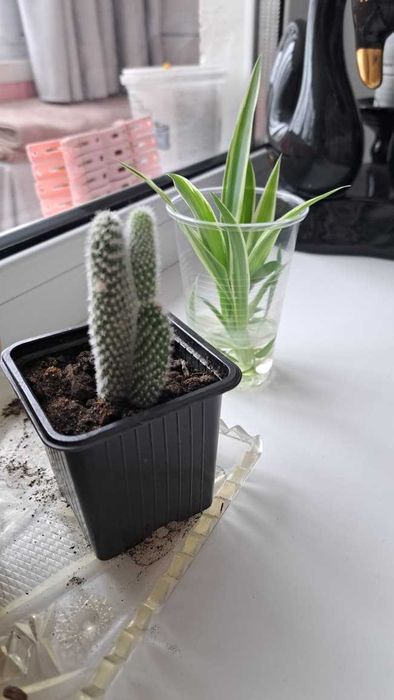 продам кактусики