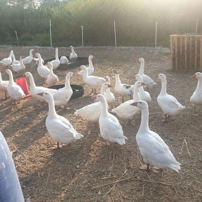 Продам гусинное яйцо