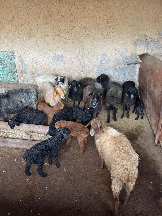 8 қозлы қой сатылады