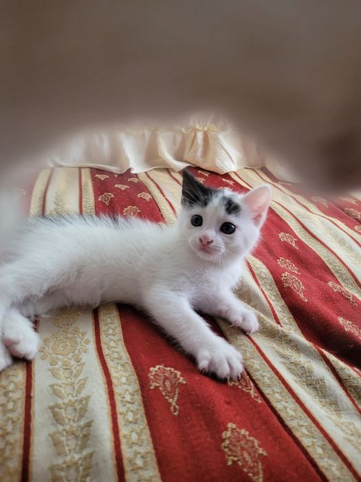 Подарявам котенца