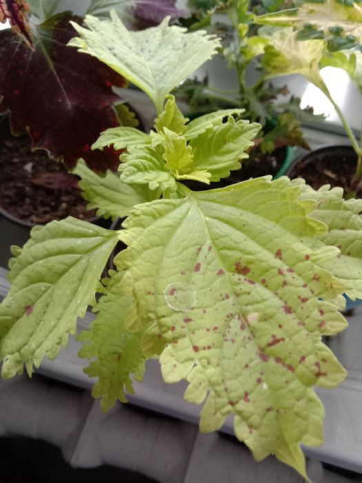 Комнатные цветы для вас