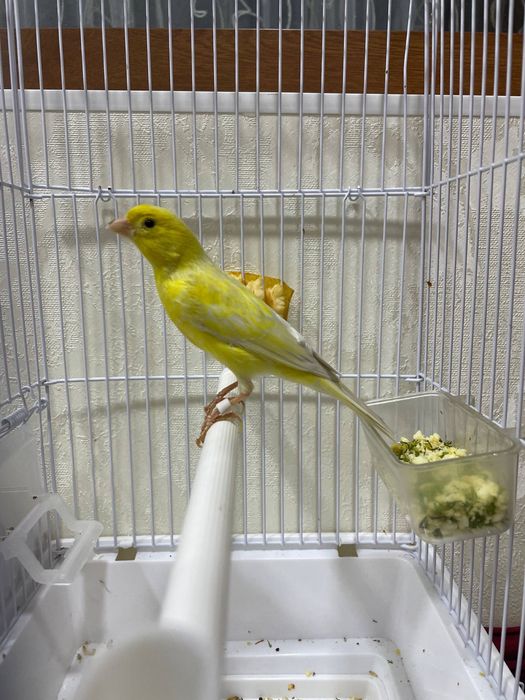 Kanreyka Nar 1.5 yosh yariy