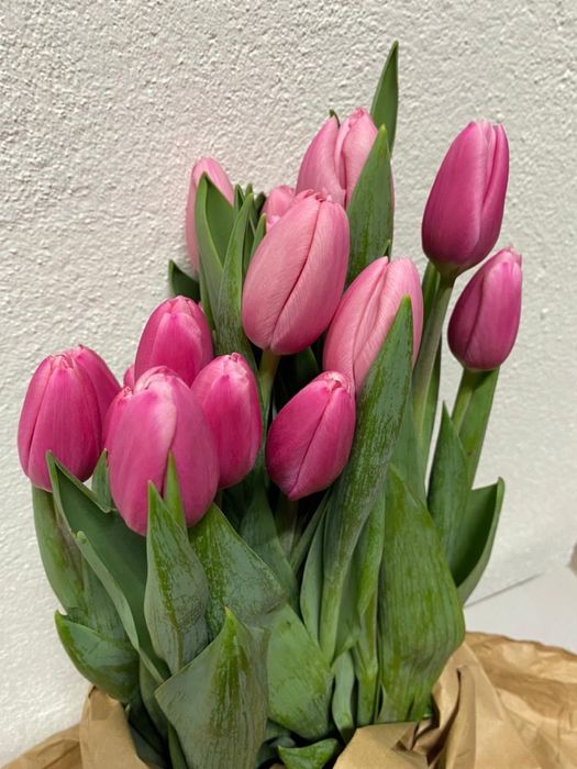 Продаем шикарные тюльпаны!