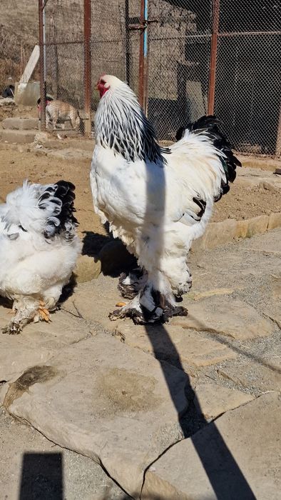 Brahma Albastru si Hd oua