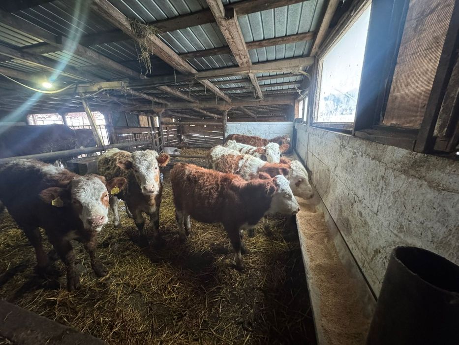 Vând juninci 6 luni si un an jumate