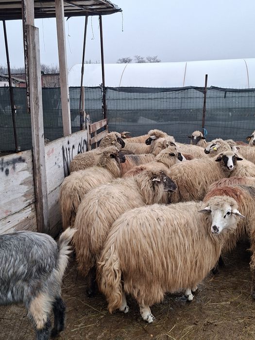 Vand 36 de oi tinere