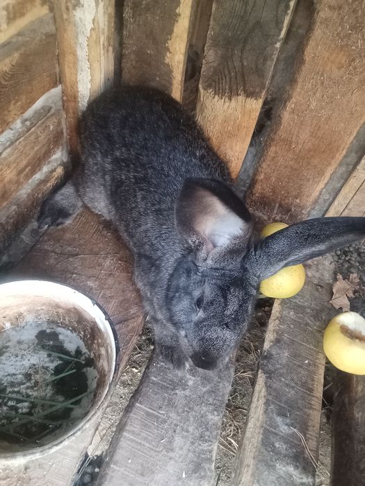 Продам кроликов фландер