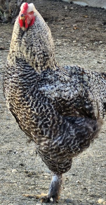 Vand gaini si pui de rasa si de curte