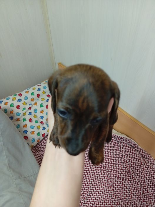 Чистокровные щенки Таксы