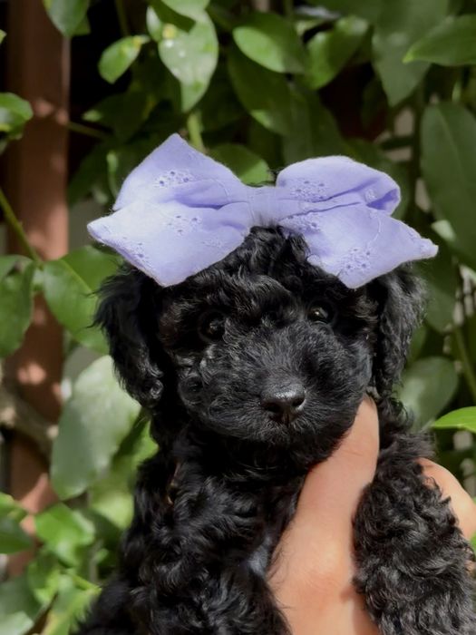 Той пудел/Toy poodle/Чистокръвни той пуделчета (черни и ред/априкот)