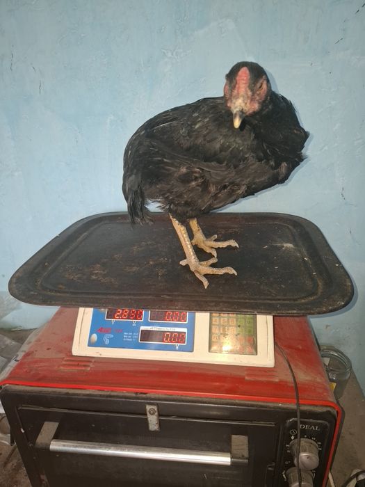 Жужа Хуроз сотилади