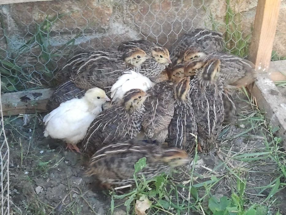 Пъдпъдъци мъжки и стари женски