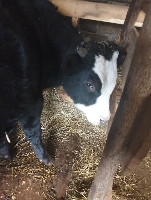 Taur negru de un an bun de monta