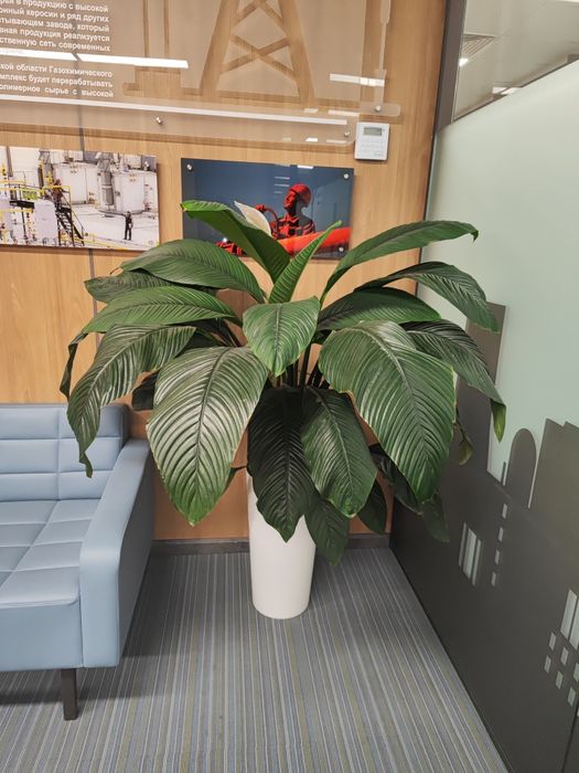 Уход за растениями