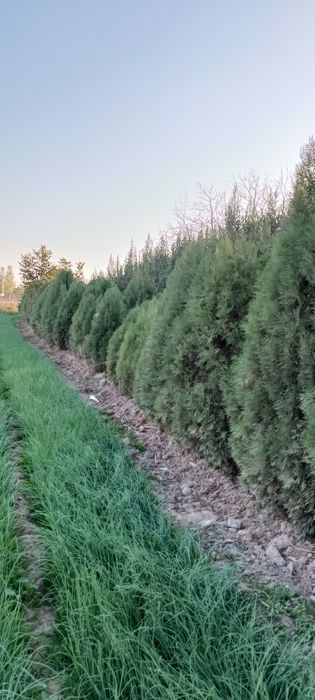 Tuya koʻchatlar sotiladi