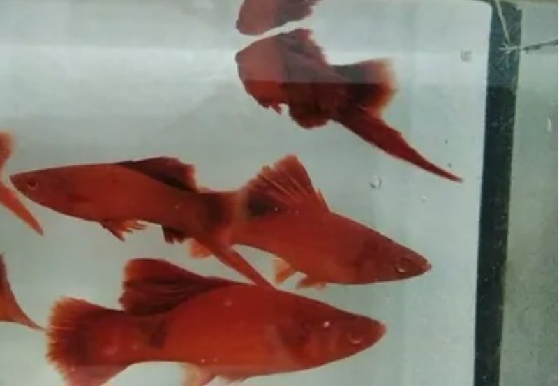 Продам меченосцы брокколи