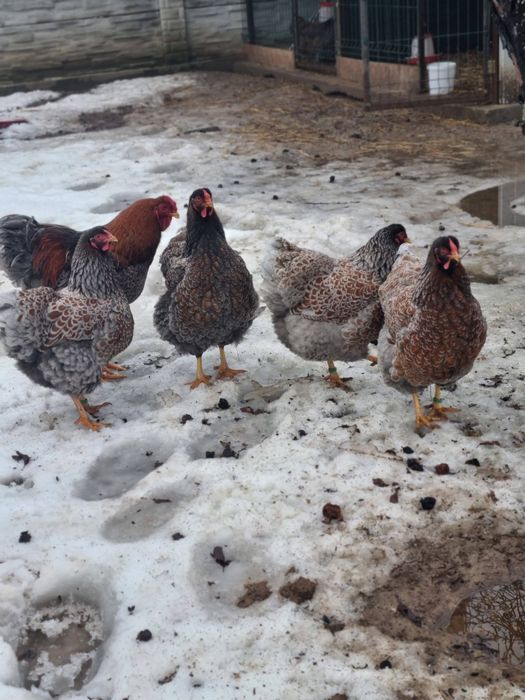 Oua de incubat Wyandotte