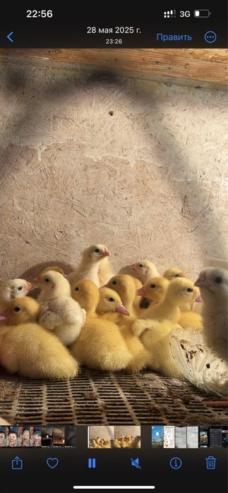 Индоутка Ақ ауыр салмақты