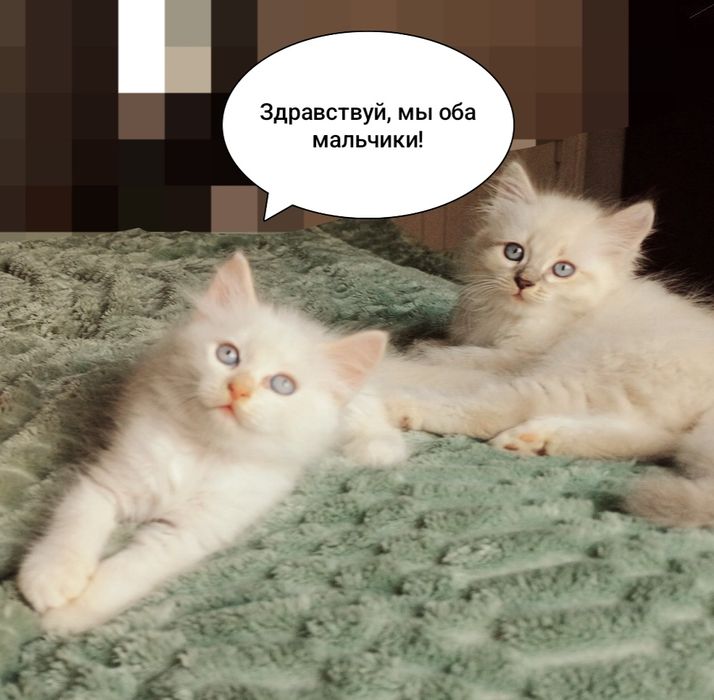 Котята бесплатно