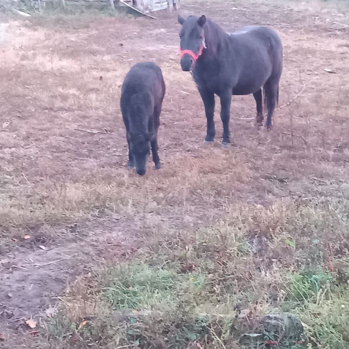 Vand poneiță cu mânză