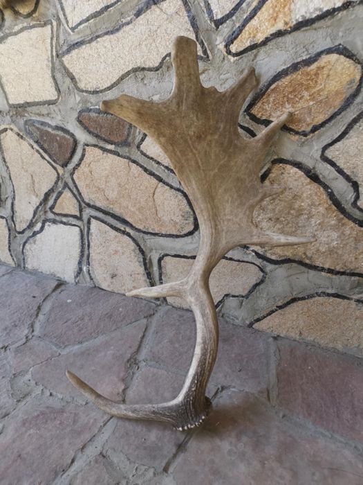 Рог от лопатар, за украса на битови кътчета 50см 45лв