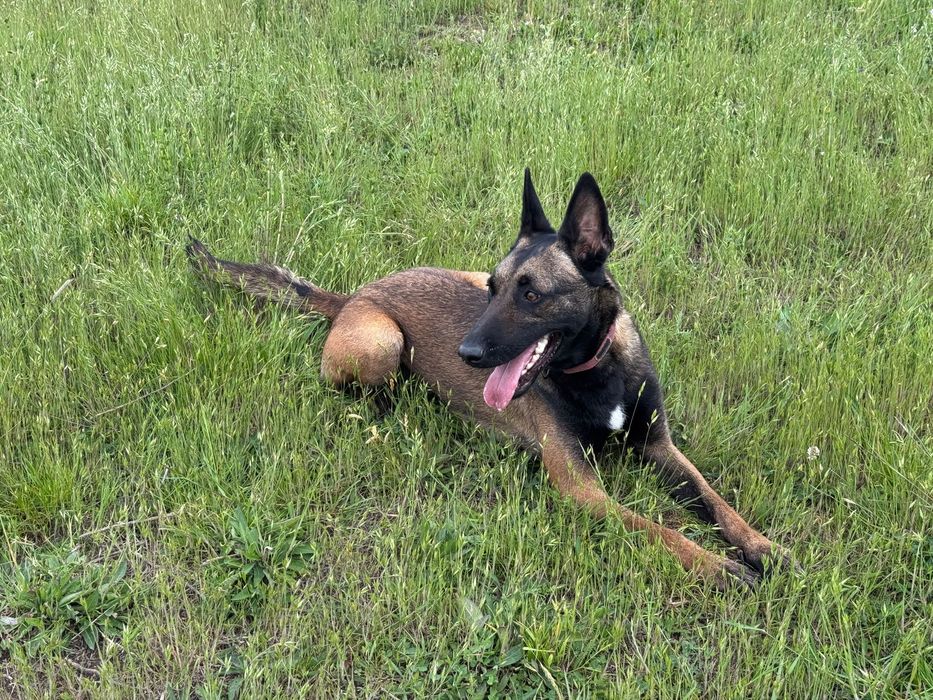 Femela Ciobănesc Belgian Malinois