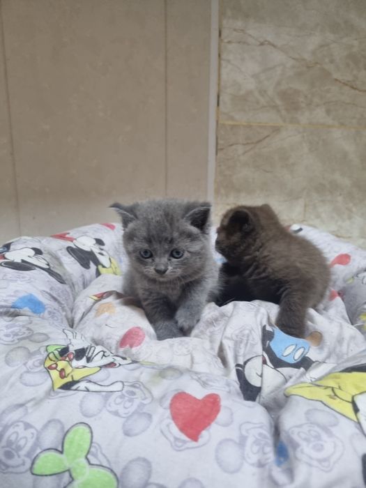 Продаются очаровательные Скоттишь Страйтт.