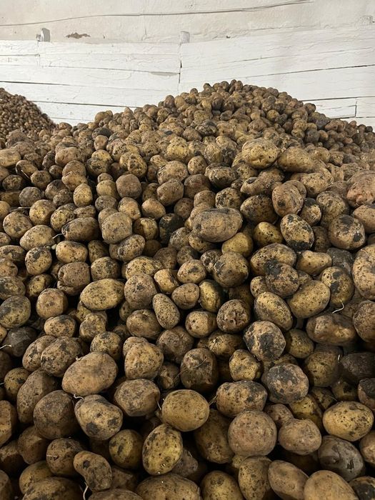 Продам картофель