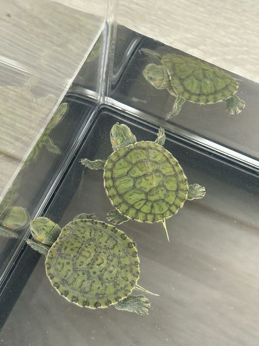 Продам черепашек вместе с аквариумом