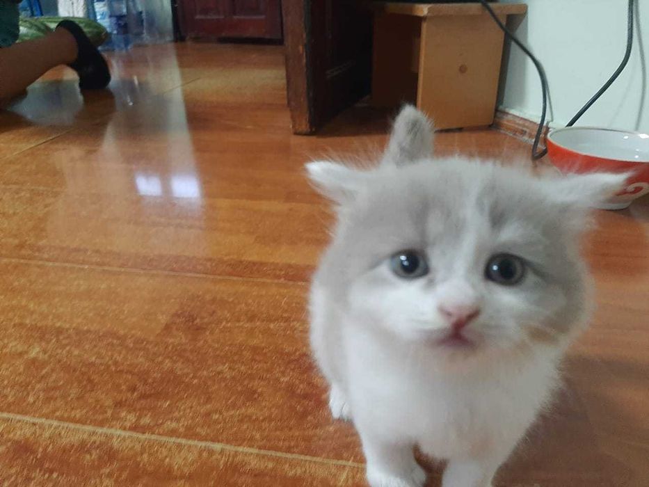 Котята, британцы