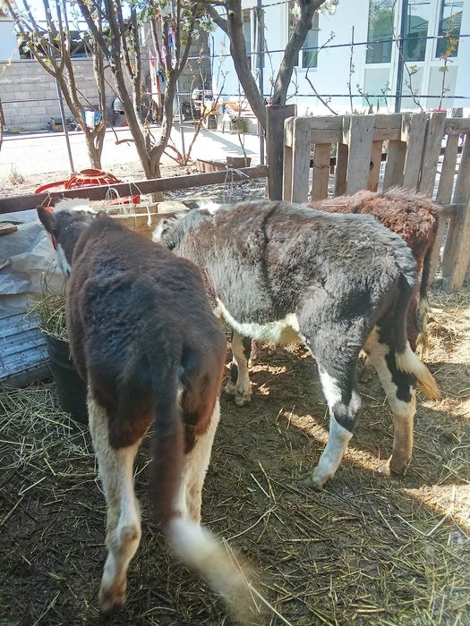 Телята 8- месяцев