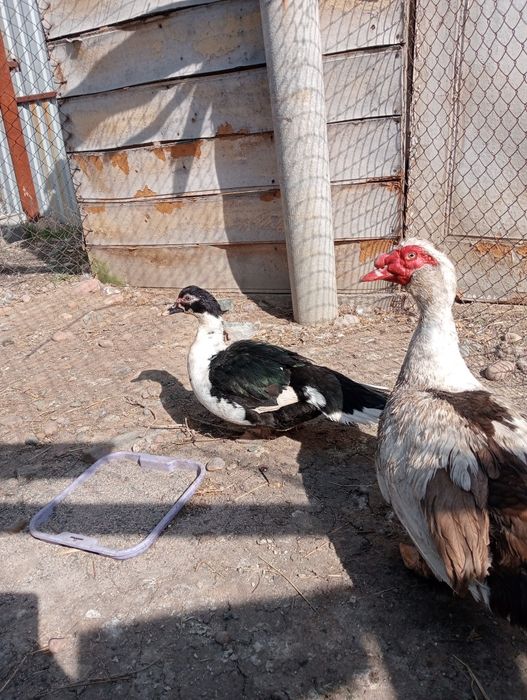 Продам индауток семейства