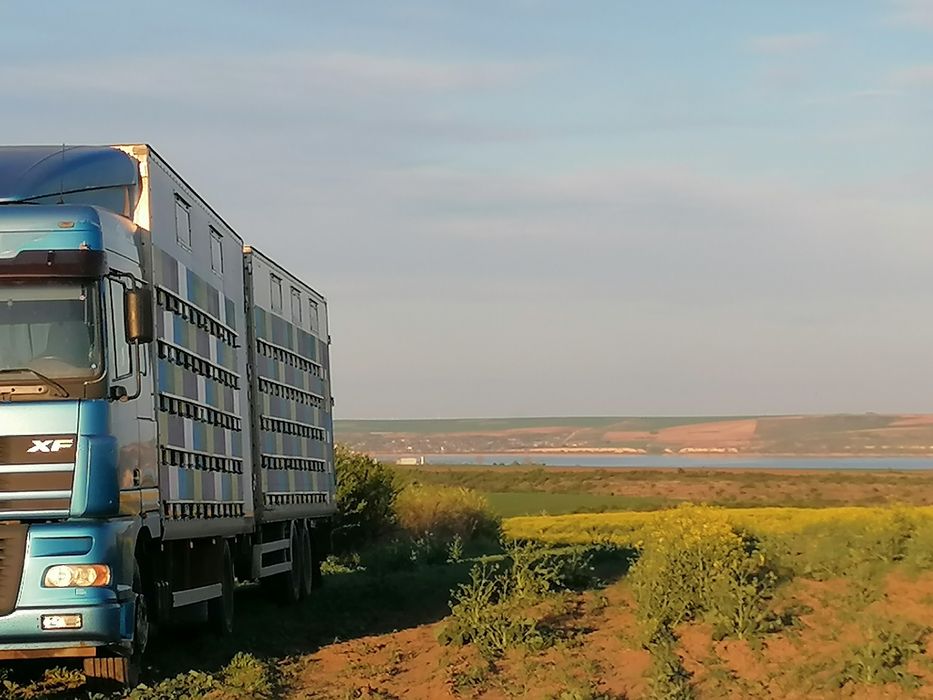 Miere de rapiță en gross