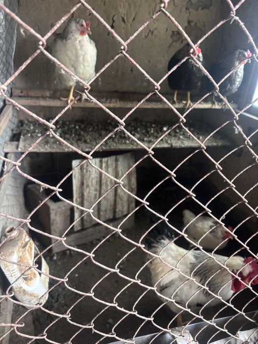 Қазақы тауықтар сатлады 5+1