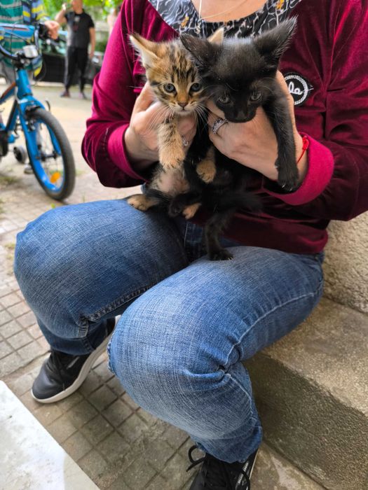 Здравейте, търся осиновители с добри сърца за тези малки котачета