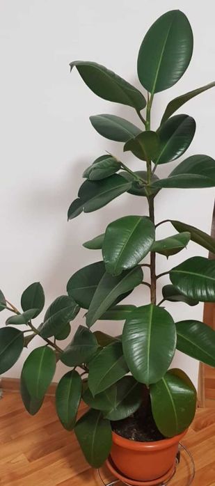 Ficus in ghiveci