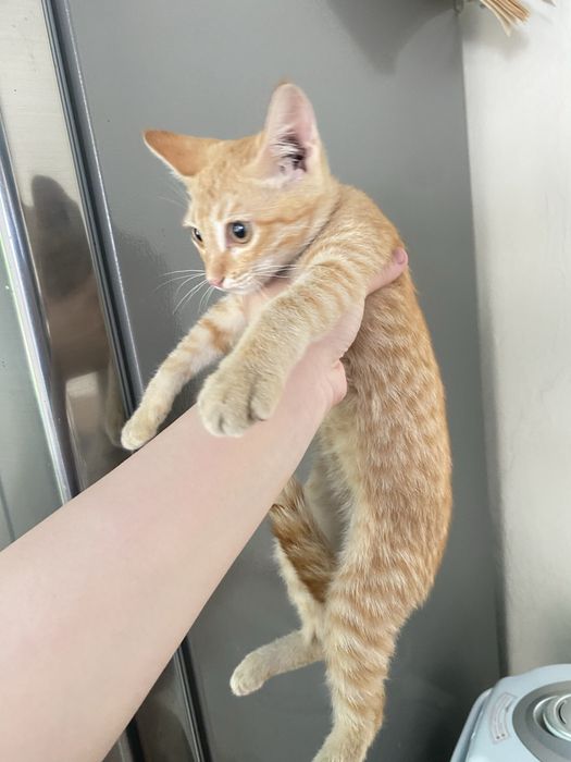 Котята в хорошие руки